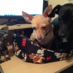 0_Sheila_dogsondesk