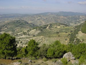 Olive groves