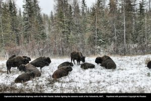 Winterbuffalo