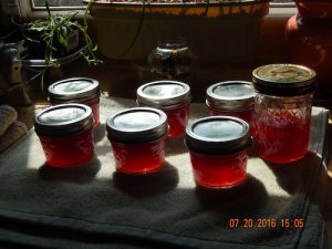 red currant jam in the sunshine